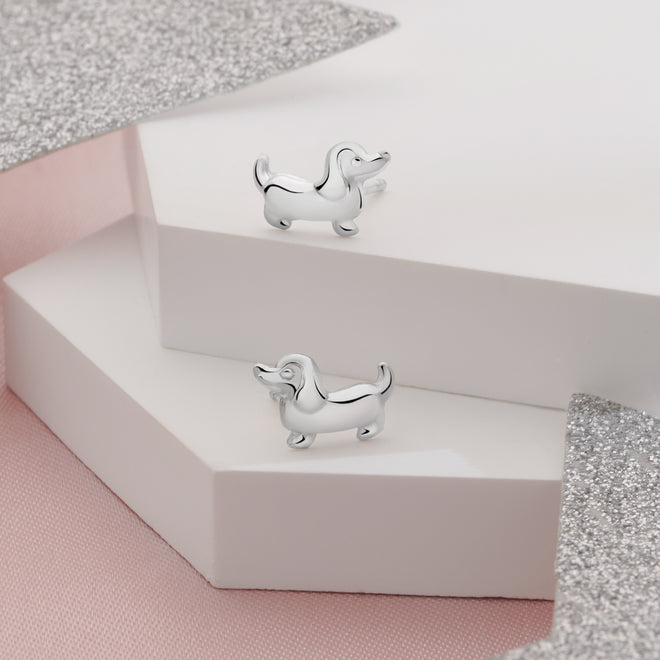 Sweet Dachshund Studs